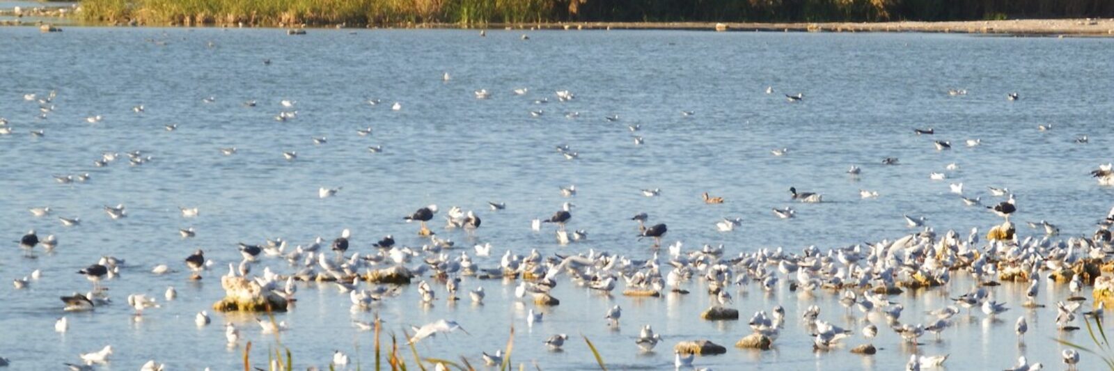 Aves migratorias en la Laguna de Navaseca