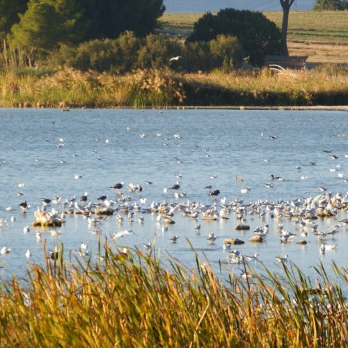 Aves migratorias en la Laguna de Navaseca